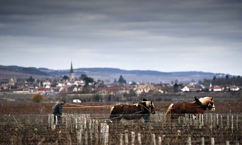 Domaine Michel Bouzereau: la Borgogna dei piccoli grandi domaines