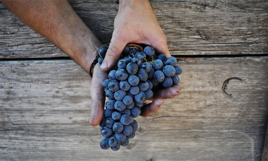 Vendemmia a Cinciano