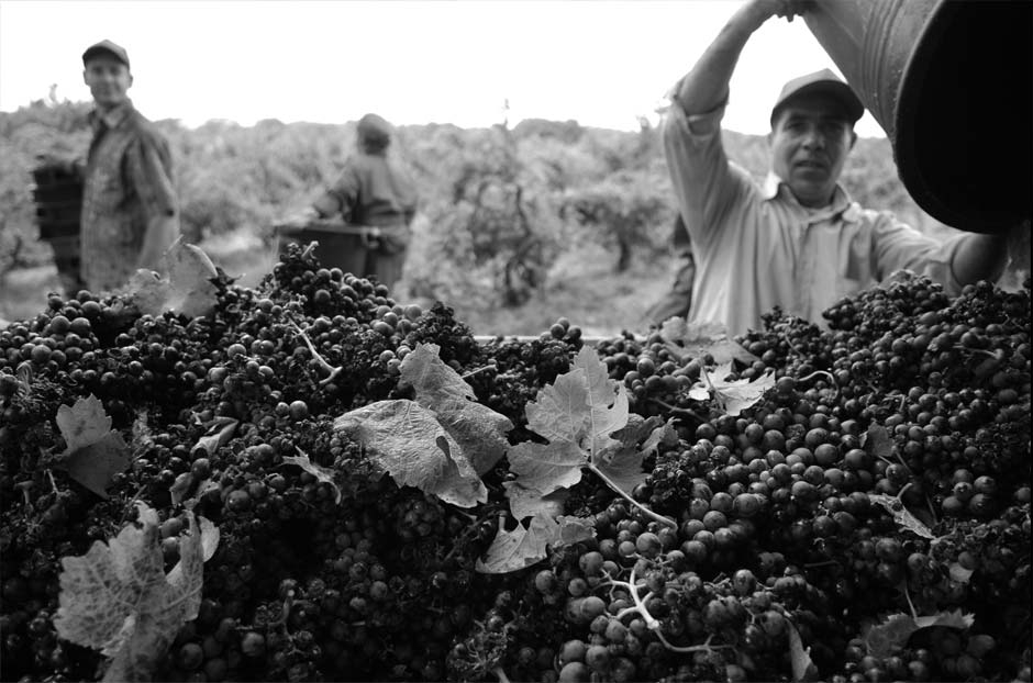 Vendemmia in Puglia